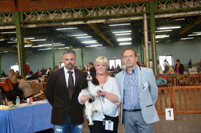 des cavaliers de cecvan - Exposition de Maubeuge