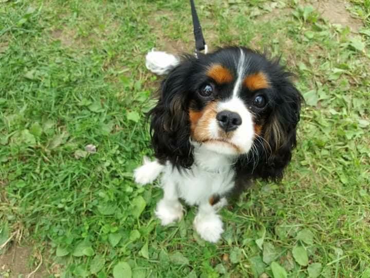 des cavaliers de cecvan - Noctis