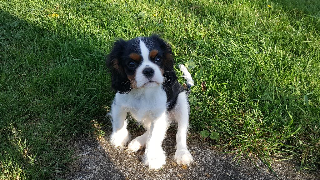 des cavaliers de cecvan - Nicky