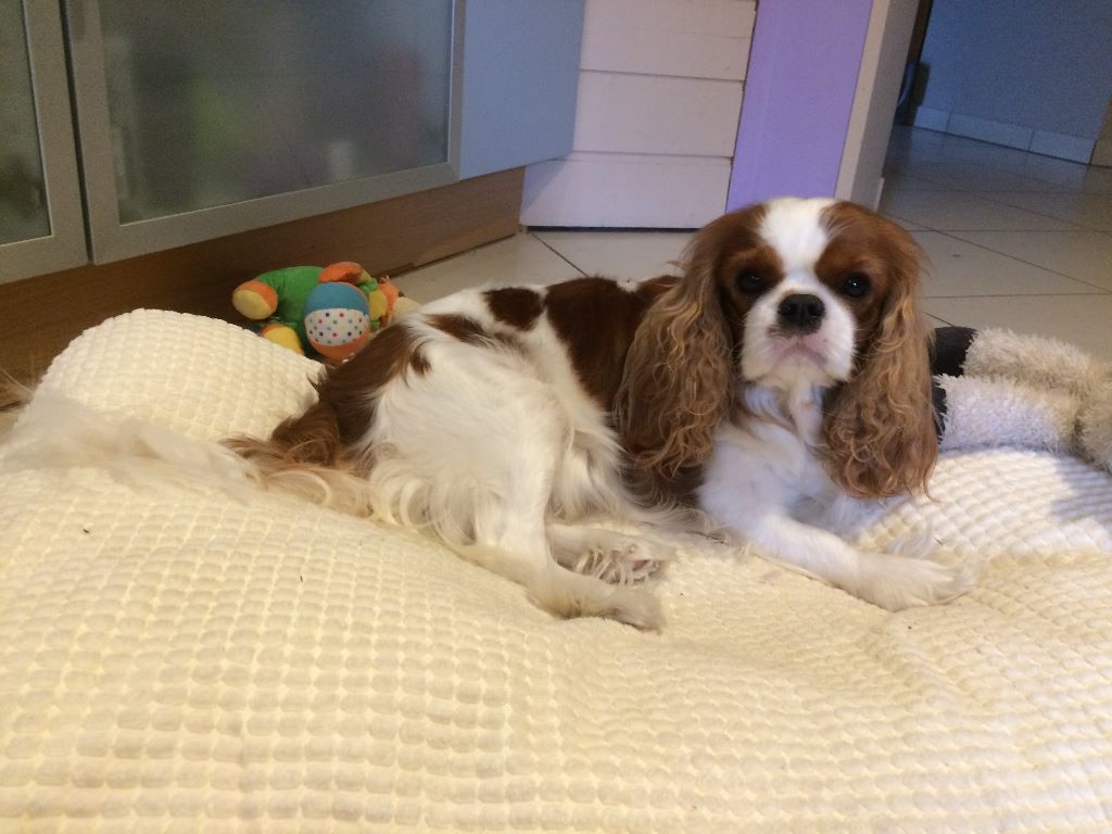 des cavaliers de cecvan - Lena