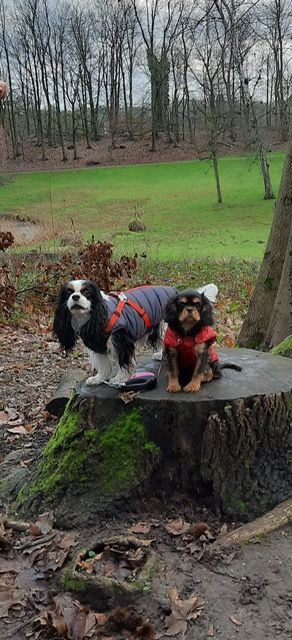 des cavaliers de cecvan - Lakota