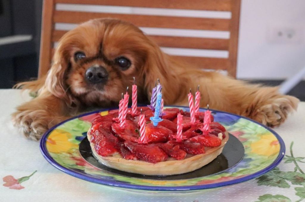 des cavaliers de cecvan - Joyeux anniversaire Biscuit