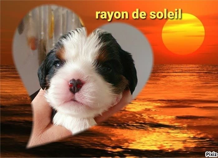 des cavaliers de cecvan - Rayon de Soleil