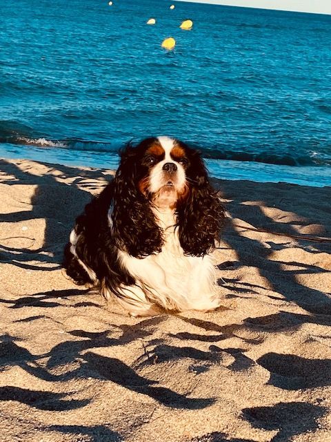 des cavaliers de cecvan - Mickey