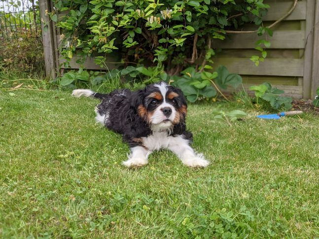 des cavaliers de cecvan - Sherlock
