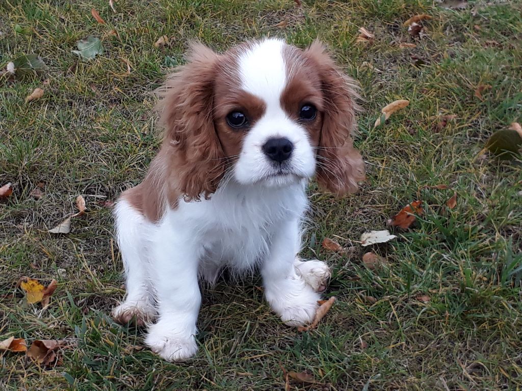 des cavaliers de cecvan - Newton