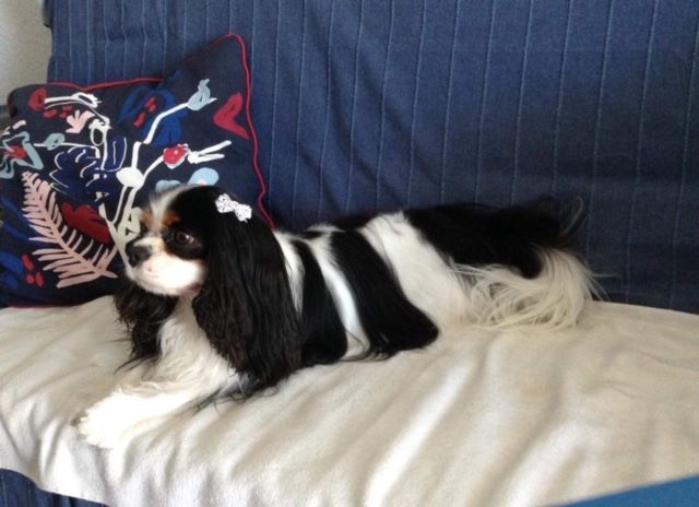 des cavaliers de cecvan - Lakota