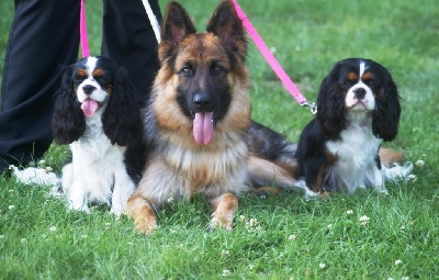 des cavaliers de cecvan - Lillers
