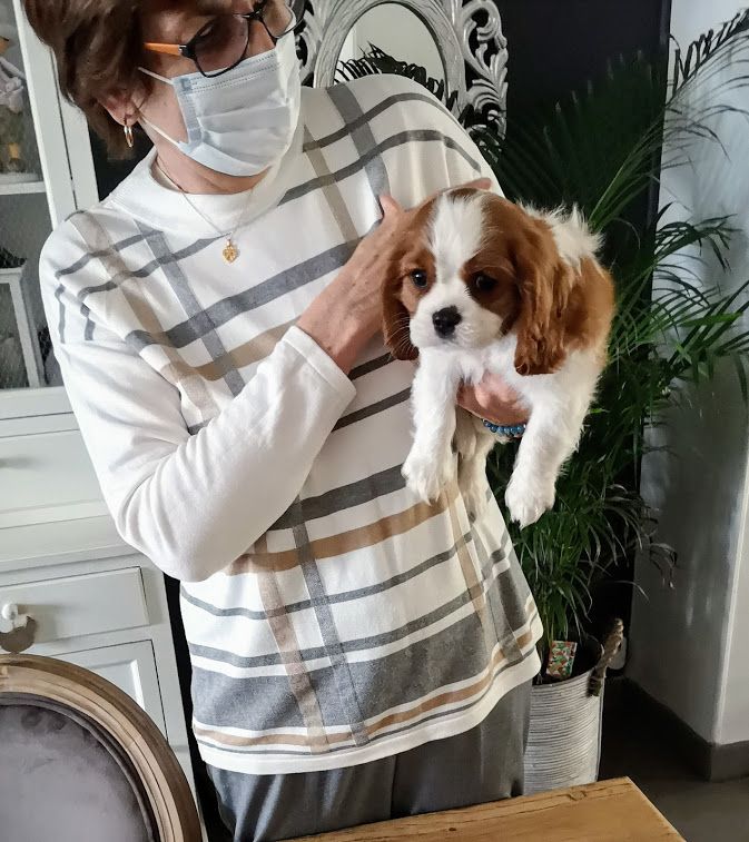des cavaliers de cecvan - Simba