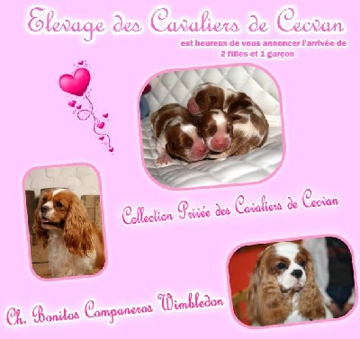 des cavaliers de cecvan - Les bb sont arrivés
