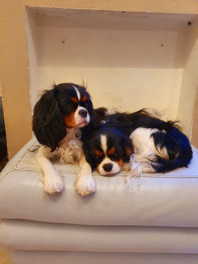des cavaliers de cecvan - Narnia et sa fille Rose