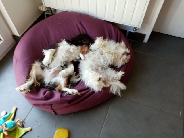 des cavaliers de cecvan - Pilou