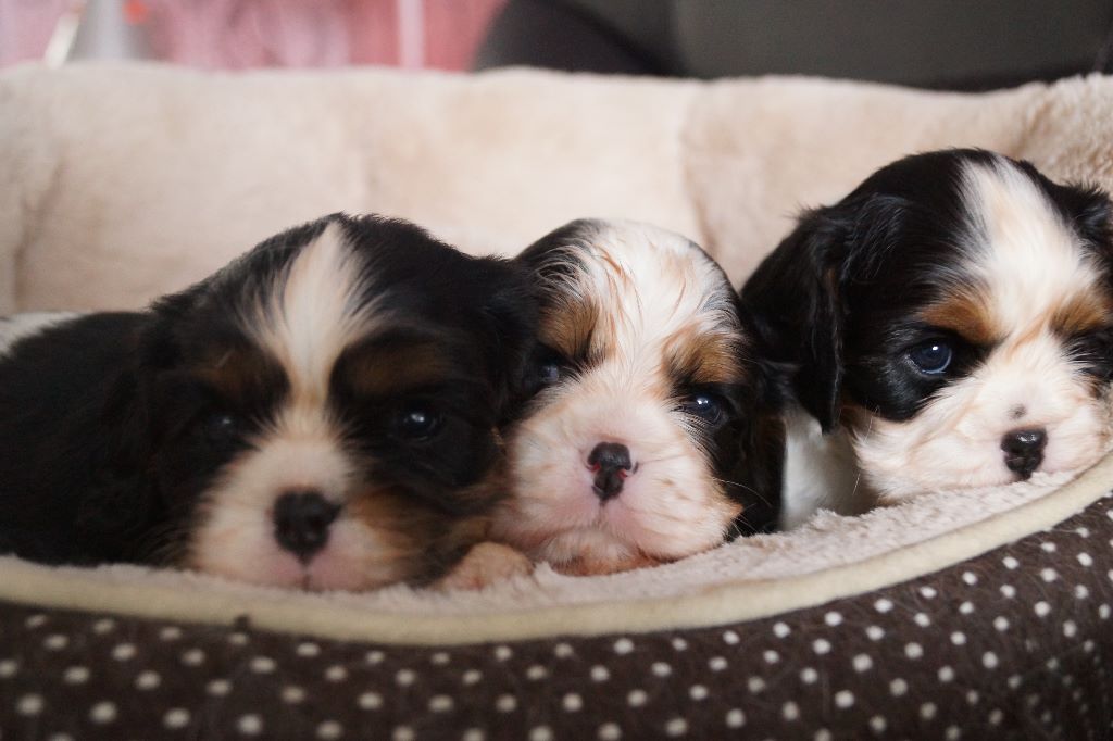 des cavaliers de cecvan - Mes 3 soeurs jumelles