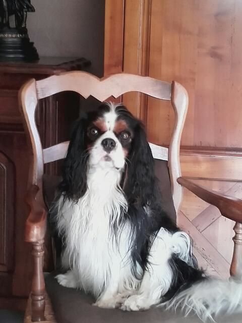 des cavaliers de cecvan - Lagarfeld