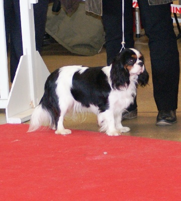 des cavaliers de cecvan - Paris Dog Show