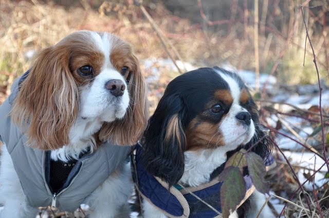 des cavaliers de cecvan - June et son nouveau manteau