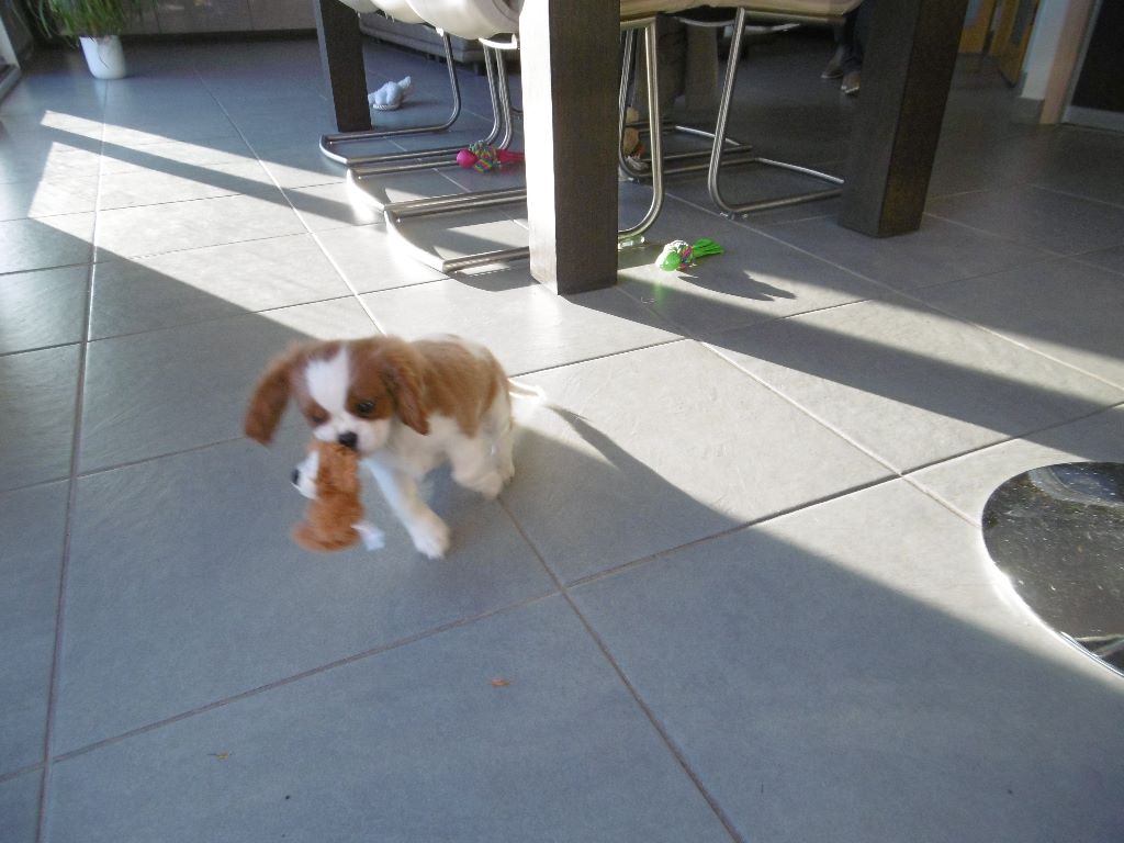 des cavaliers de cecvan - Noé et sa peluche