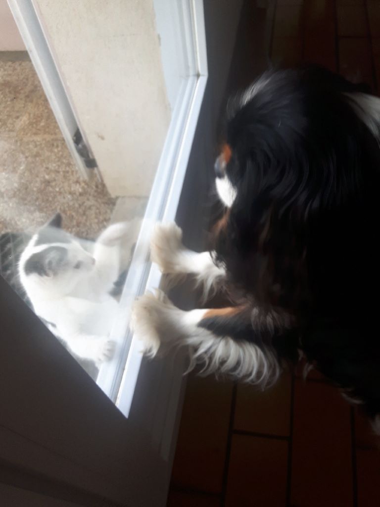 des cavaliers de cecvan - Peanuts