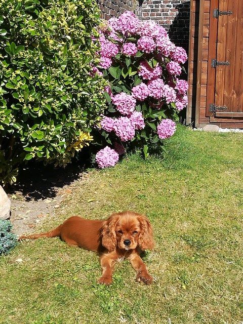 des cavaliers de cecvan - Pouppy