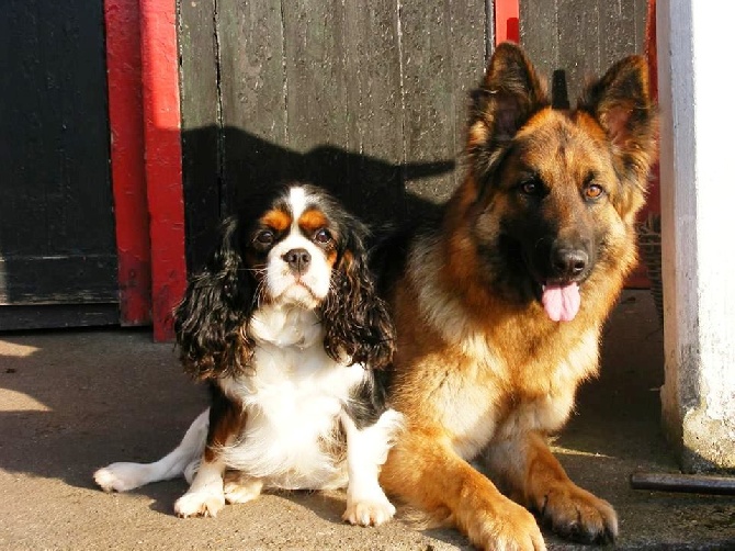 des cavaliers de cecvan - Holga et Hija