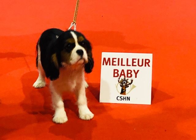 des cavaliers de cecvan - Résultat exposition Douai