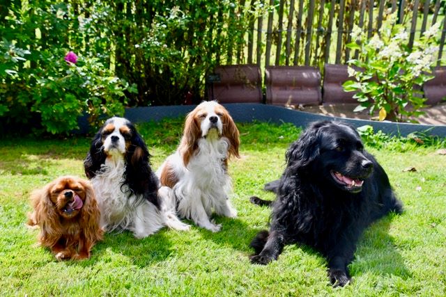 des cavaliers de cecvan - Photo de famille