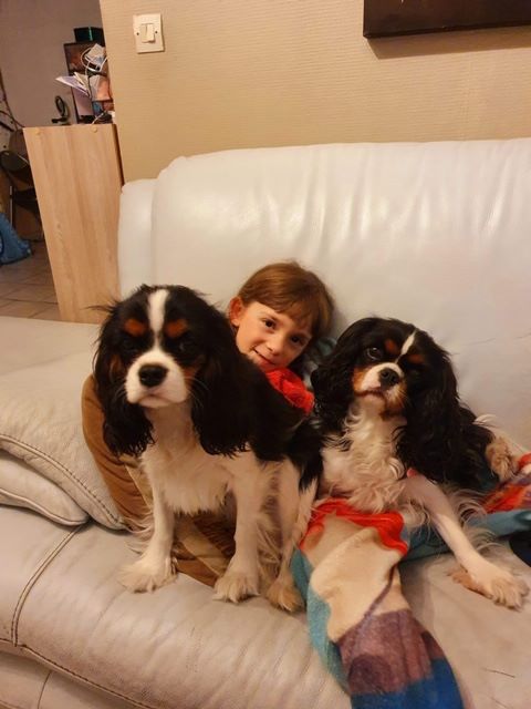 des cavaliers de cecvan - Rose et Narnia