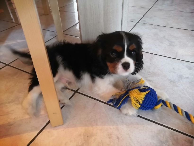 des cavaliers de cecvan - Pongo