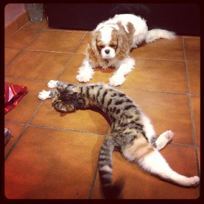 des cavaliers de cecvan - Dwina et son chat