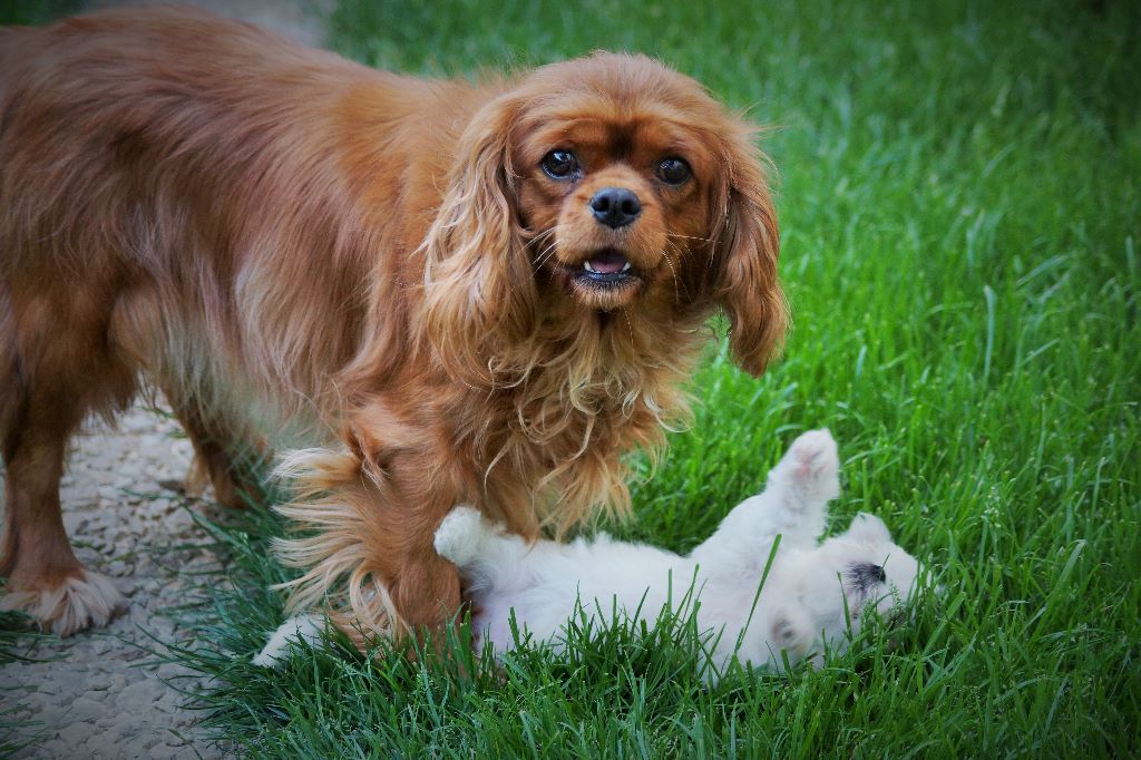 des cavaliers de cecvan - Lilou et les bébés bichons