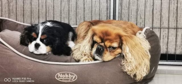 des cavaliers de cecvan - Peyton