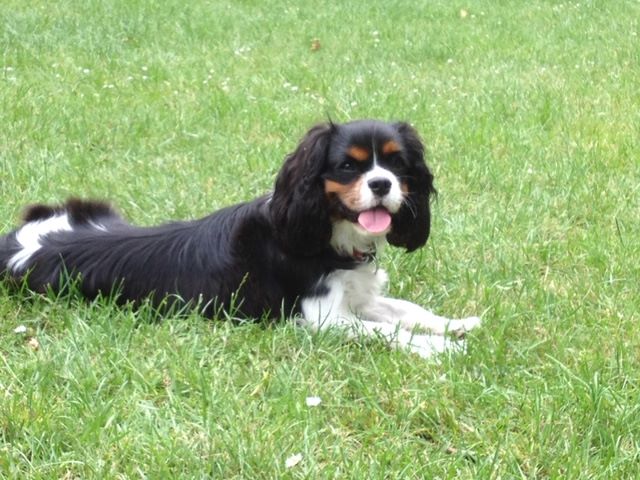des cavaliers de cecvan - Pongo