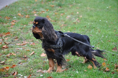 des cavaliers de cecvan - Houston