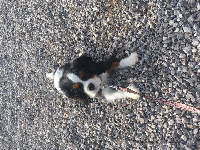 des cavaliers de cecvan - Oddie