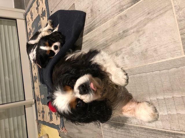 des cavaliers de cecvan - Only You (Dior) et Bull