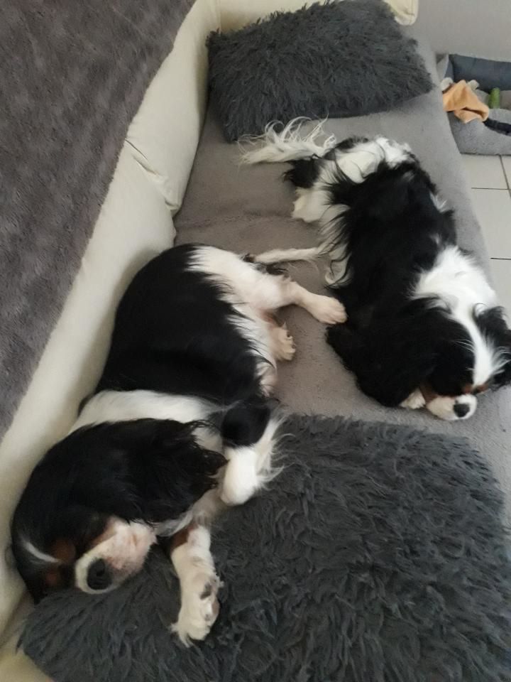 des cavaliers de cecvan - Hija et Neya de Cecvan