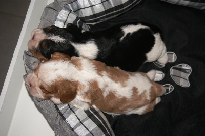 des cavaliers de cecvan - Les bébés ont 15 jours