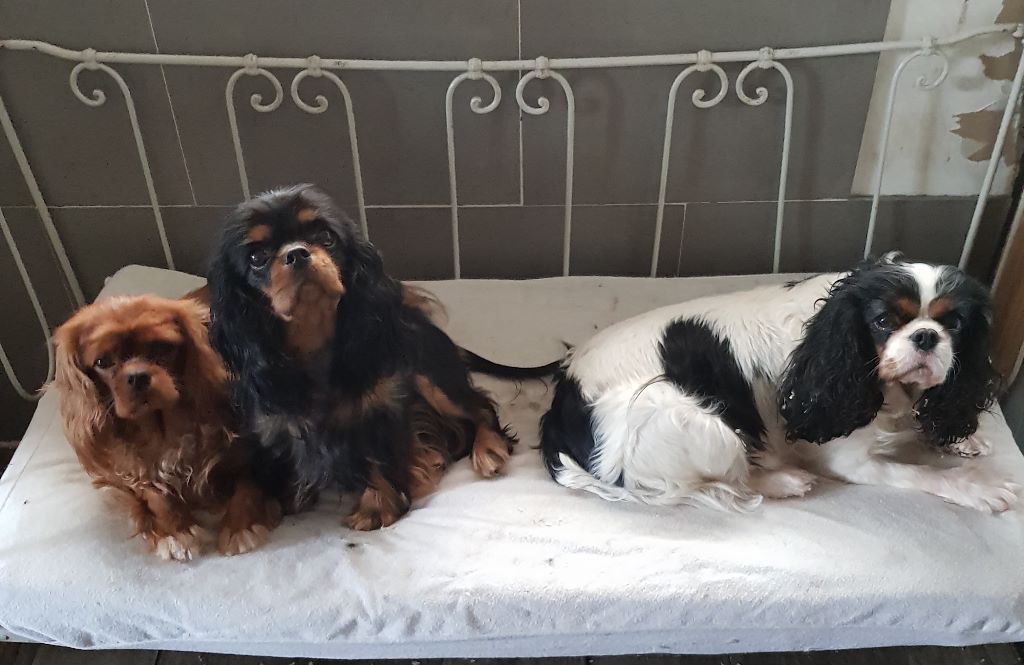 des cavaliers de cecvan - Mes filles