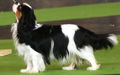 des cavaliers de cecvan - Championnat de France