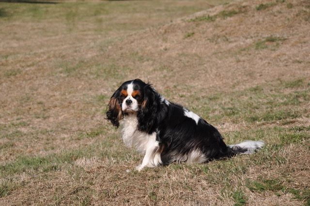 des cavaliers de cecvan - June