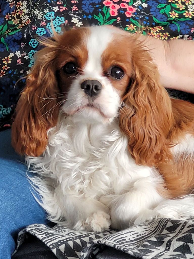 des cavaliers de cecvan - Romy