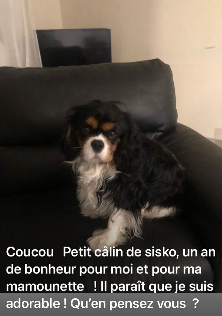 des cavaliers de cecvan - Sisko
