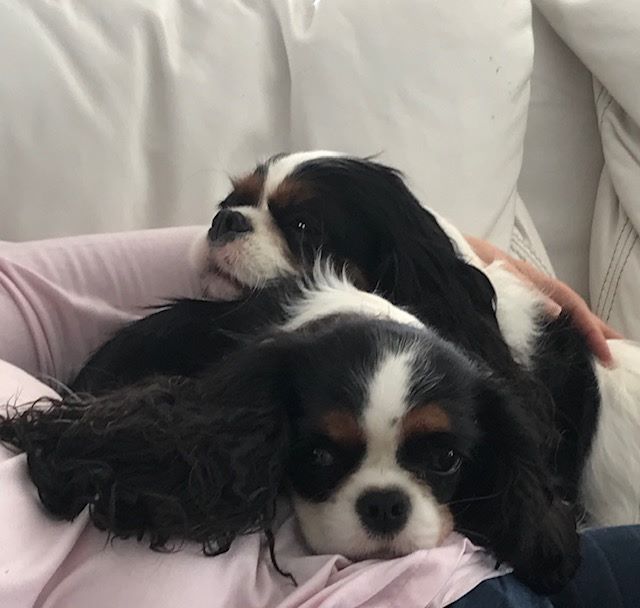 des cavaliers de cecvan - Dior et Isatys