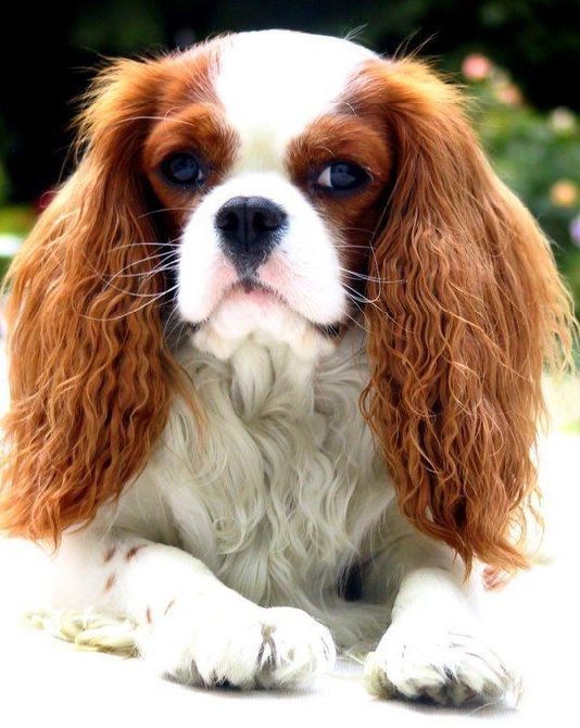 des cavaliers de cecvan - Crumble