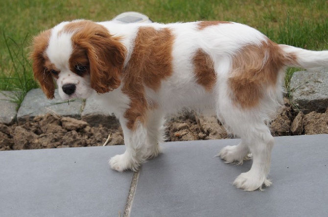 des cavaliers de cecvan - Muppet