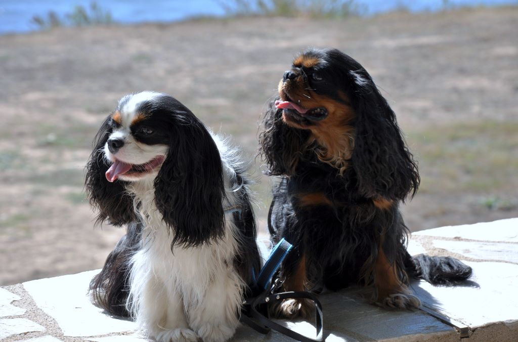 des cavaliers de cecvan - Lakota et Houston